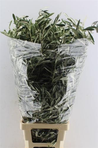 Olea europaea per bos