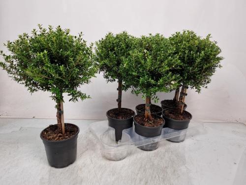 Myrtus communis