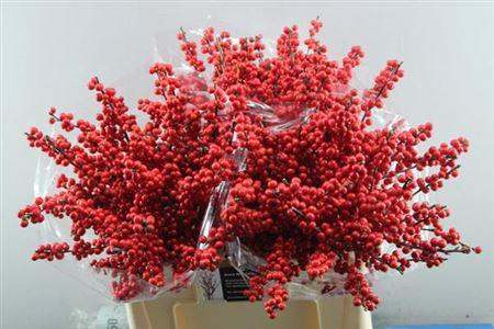 Ilex verticillata