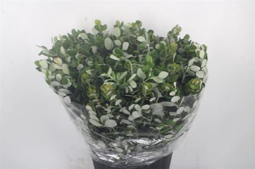 Pittosporum per bos