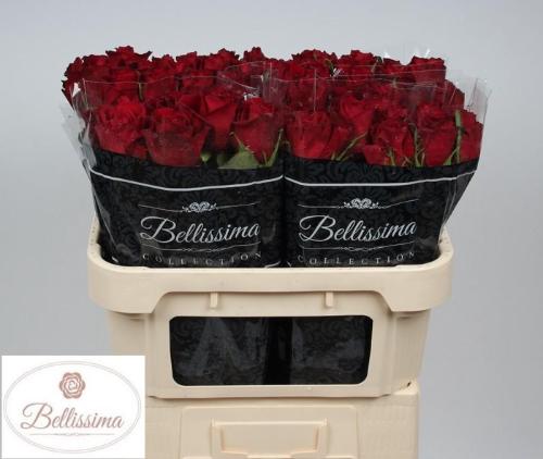 Rosa grootbloemig Ever Red