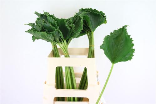 Decoratiegroen groot blad