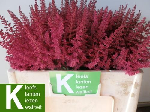 Astilbe Arendsii Grp 'Paul G