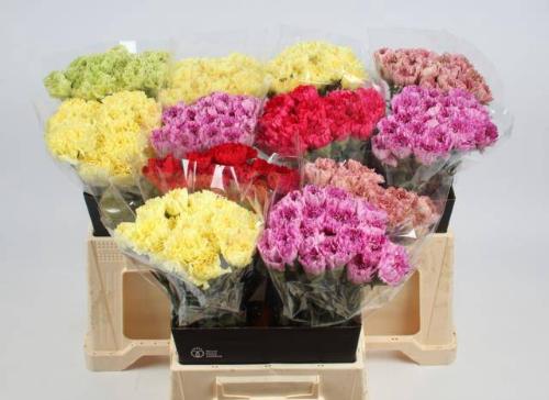 Dianthus standaard gemengd