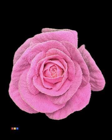 Brassica oleracea kleurbehandeld H%