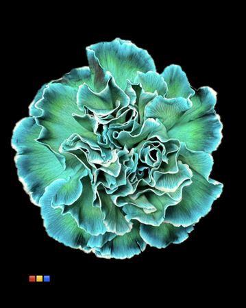 Dianthus standaard kleurbehandeld H%