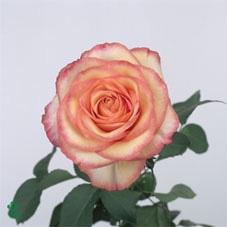 Rosa grootbloemig Aquarell