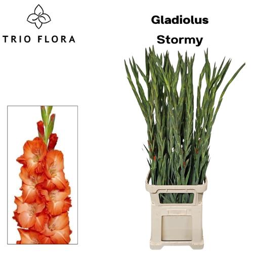 Gladiolus (Large-flowered Grp) 'Stormy'