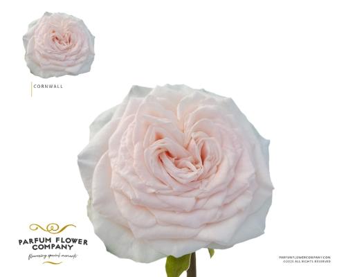 Rosa grootbloemig Cornwall
