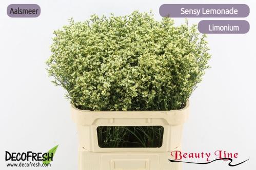 Limonium sinense Sensy Lemonade