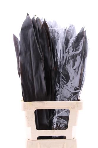 Cordyline fruticosa Black Tie