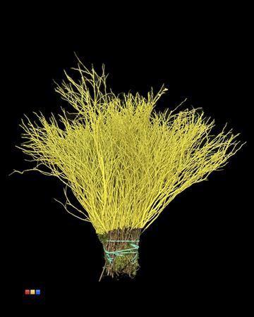 Vaccinium kleurbehandeld H%