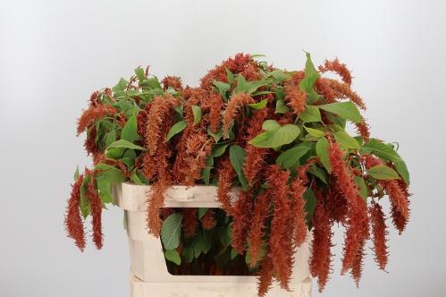 Amaranthus caudatus 'Brown Spider'