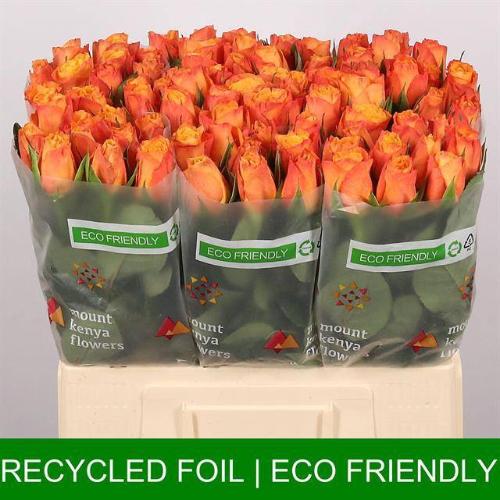 Rosa grootbloemig Confidens