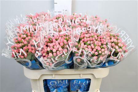 Hypericum Coco Casino