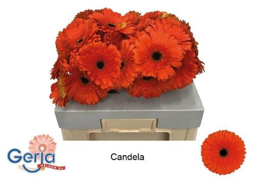 Gerbera grootbloemig 'Candela'