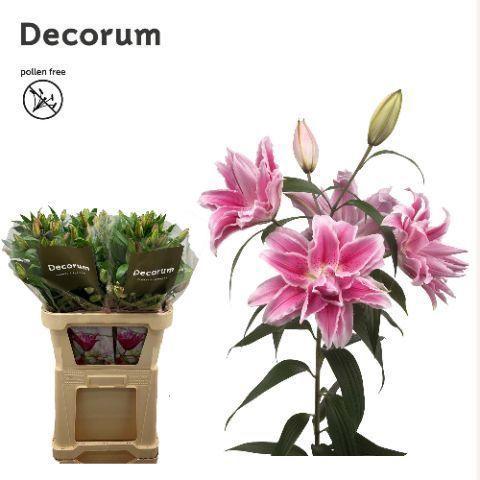 Lilium Oriental Grp Roselily Isabella