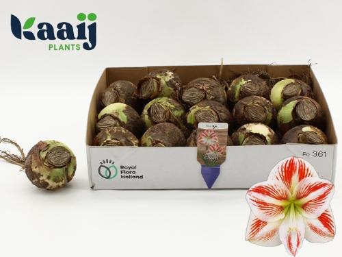 Hippeastrum (bol)