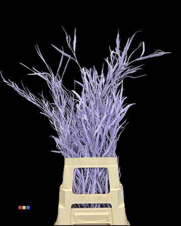 Decoratiegroen kleurbehandeld per bos H%