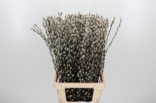 Salix caprea 'Snow Flake'