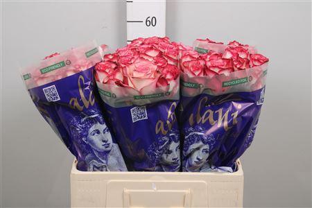 Rosa grootbloemig Paloma