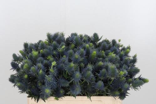 Eryngium Supernova Questar