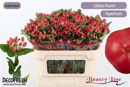Hypericum x inodorum Globo Punch