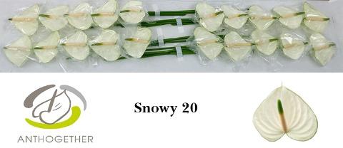 Anthurium Andreanum Grp 'Snowy'