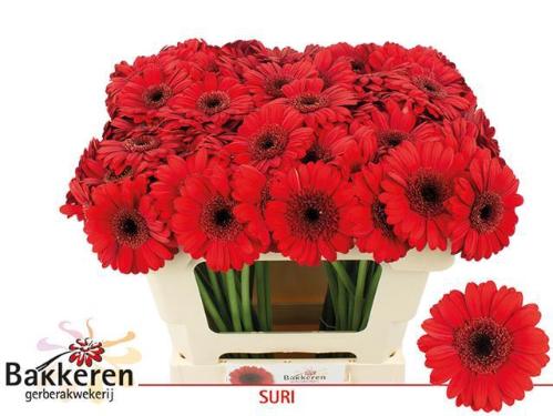 Gerbera mini Suri