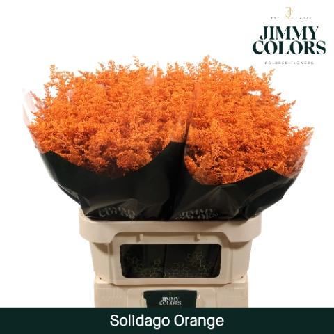 Solidago kleurbehandeld H%