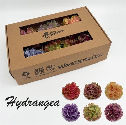 Hydrangea overig kleurbehandeld H%