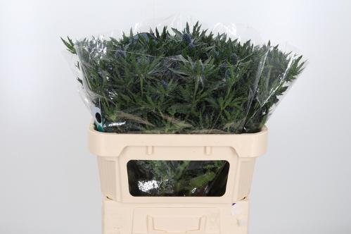 Eryngium Orion Questar