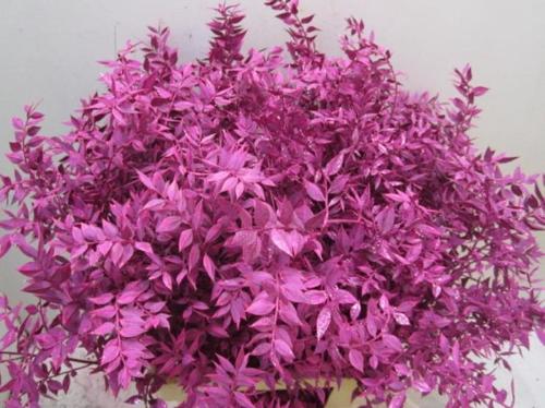 Ruscus kleurbehandeld H%