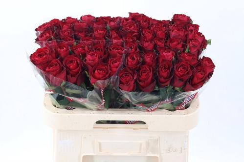 Rosa grootbloemig Madam Red