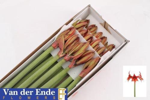 Hippeastrum Butterfly Grp 'Autumn Valley'