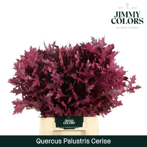 Quercus palustris kleurbehandeld H%