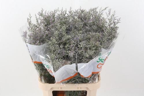 Limonium 'Misty Blue'