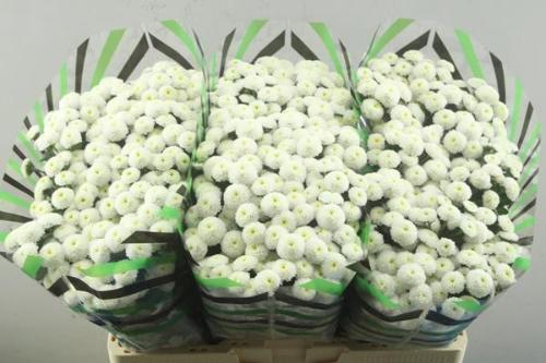 Chrysanthemum (Indicum Grp) tros santini (Indicum Grp) Pizarro