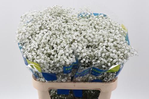Gypsophila paniculata Xlence
