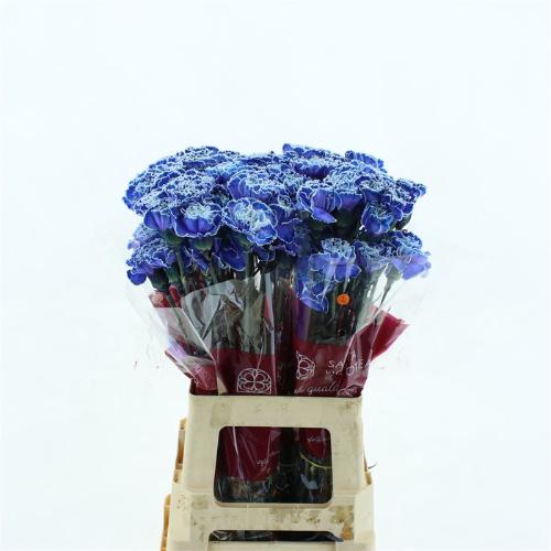 Dianthus standaard kleurbehandeld H%