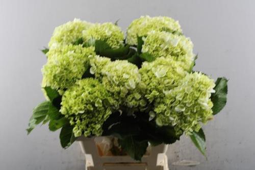 Hydrangea macrophylla 'Lima'