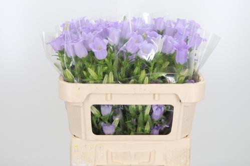 Campanula medium 'Champion Lavender'