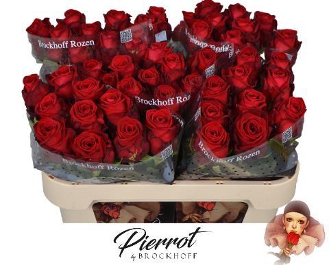 Rosa grootbloemig Red Naomi!