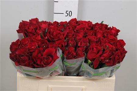 Rosa grootbloemig Ever Red
