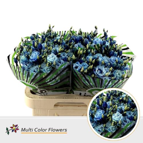 Eustoma russellianum enkel kleurbehandeld H%