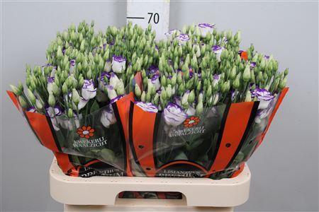 Eustoma russellianum gevuldbloemig 'Rosita Blue Picotee'