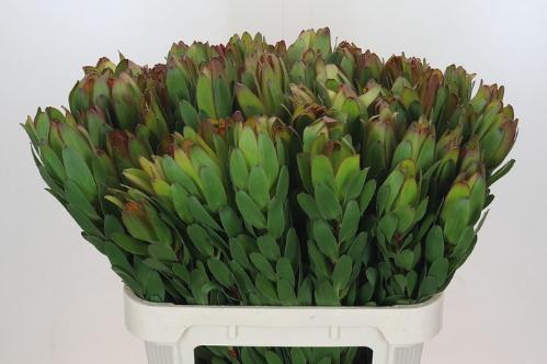 Leucadendron 'Safari Goldstrike'
