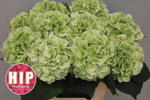 Hydrangea macrophylla 'Schneeball' (classic)