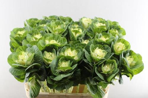 Brassica oleracea 'White Crane'