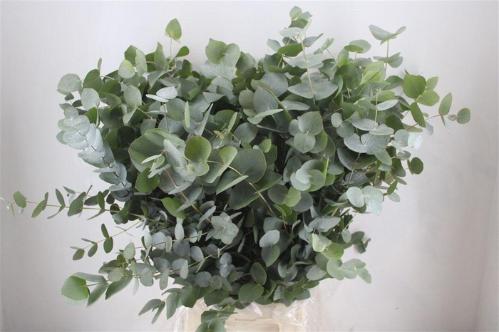 Eucalyptus per bos cinerea